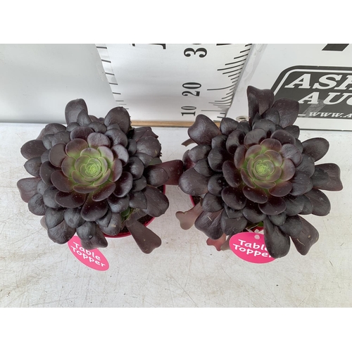 90 - TWO AEONIUM ARBOREUM VELOURS IN 1 LTR POTS 25CM IN HEIGHT PLUS VAT TO BE SOLD FOR THE TWO