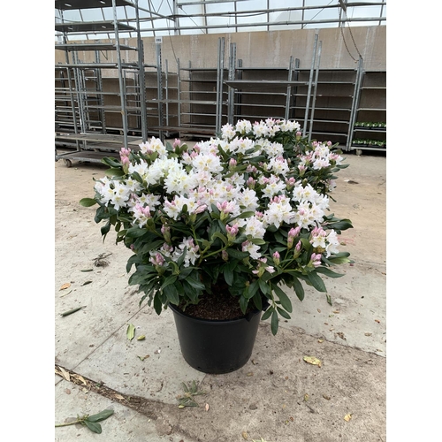 91 - TWO LARGE RHODODENDRON CUNNINGHAMS WHITE HEIGHT 120CM WIDTH 100CM + TO BE SOLD FOR THE TWO PLUS VAT