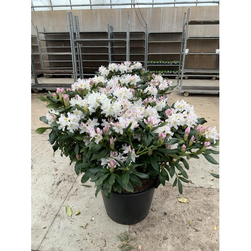 91 - TWO LARGE RHODODENDRON CUNNINGHAMS WHITE HEIGHT 120CM WIDTH 100CM + TO BE SOLD FOR THE TWO PLUS VAT