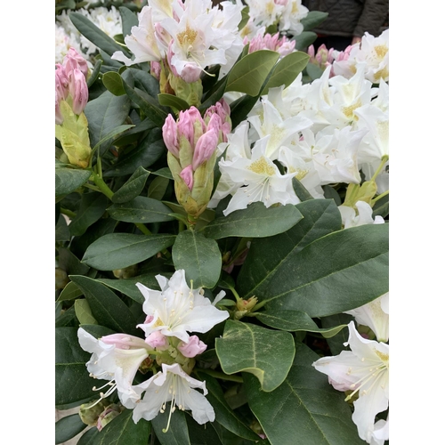 91 - TWO LARGE RHODODENDRON CUNNINGHAMS WHITE HEIGHT 120CM WIDTH 100CM + TO BE SOLD FOR THE TWO PLUS VAT