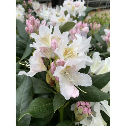 91 - TWO LARGE RHODODENDRON CUNNINGHAMS WHITE HEIGHT 120CM WIDTH 100CM + TO BE SOLD FOR THE TWO PLUS VAT