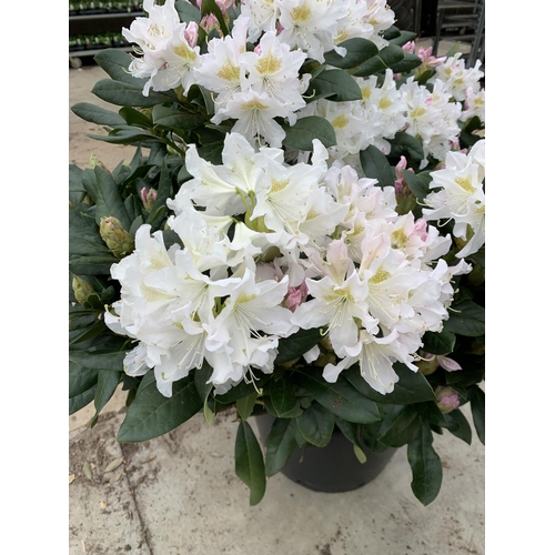 91 - TWO LARGE RHODODENDRON CUNNINGHAMS WHITE HEIGHT 120CM WIDTH 100CM + TO BE SOLD FOR THE TWO PLUS VAT