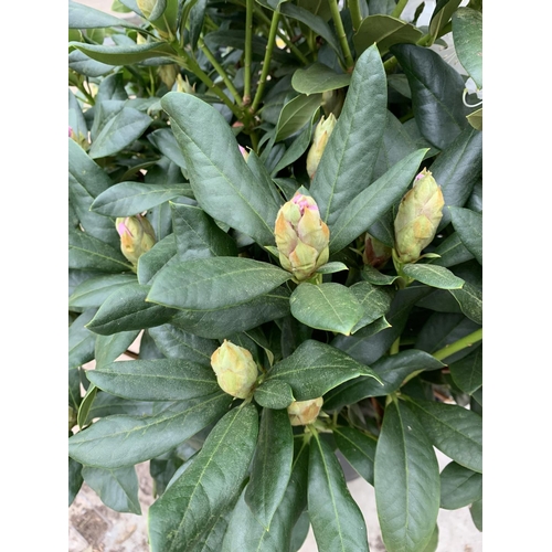 91 - TWO LARGE RHODODENDRON CUNNINGHAMS WHITE HEIGHT 120CM WIDTH 100CM + TO BE SOLD FOR THE TWO PLUS VAT