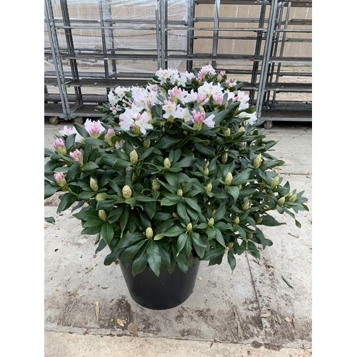 91 - TWO LARGE RHODODENDRON CUNNINGHAMS WHITE HEIGHT 120CM WIDTH 100CM + TO BE SOLD FOR THE TWO PLUS VAT