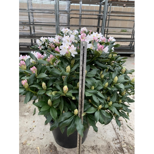 91 - TWO LARGE RHODODENDRON CUNNINGHAMS WHITE HEIGHT 120CM WIDTH 100CM + TO BE SOLD FOR THE TWO PLUS VAT