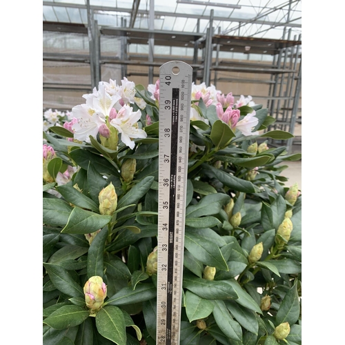 91 - TWO LARGE RHODODENDRON CUNNINGHAMS WHITE HEIGHT 120CM WIDTH 100CM + TO BE SOLD FOR THE TWO PLUS VAT