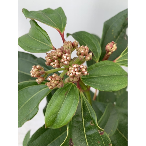 92 - TWO VIBURNUM 'DAVIDII' IN 2LTR POTS APPROX 40CM IN HEIGHT TO BE SOLD FOR THE TWO PLUS VAT