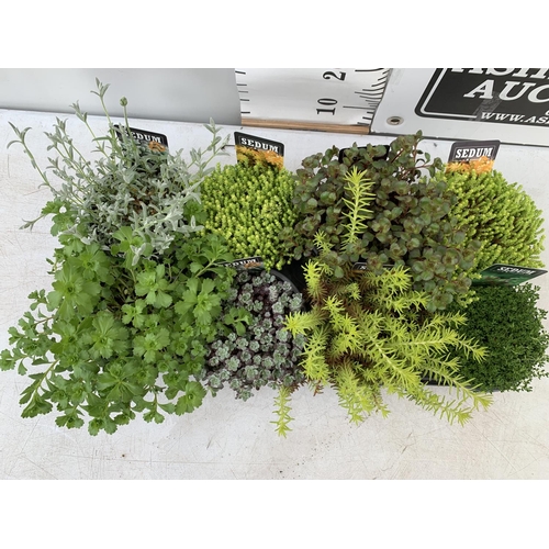 98 - EIGHT MIXED EVERGREEN SEDUMS ON A TRAY IN P14 POTS PLUS VAT TO BE SOLD FOR THE EIGHT