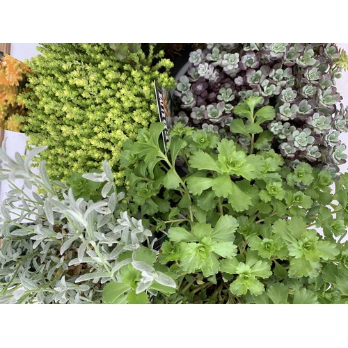 98 - EIGHT MIXED EVERGREEN SEDUMS ON A TRAY IN P14 POTS PLUS VAT TO BE SOLD FOR THE EIGHT