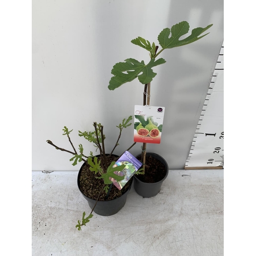 99 - TWO FIGS ONE LITTLE MISS FIGGY IN A 5LTR POT APPROX 35CM IN HEIGHT AND FICUS CARICA IN A 2 LTR POT A... 