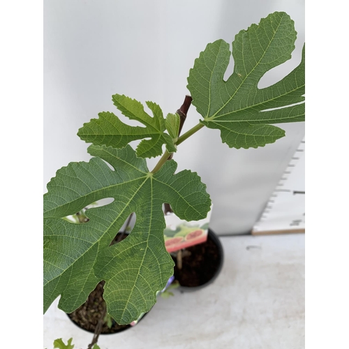 99 - TWO FIGS ONE LITTLE MISS FIGGY IN A 5LTR POT APPROX 35CM IN HEIGHT AND FICUS CARICA IN A 2 LTR POT A... 