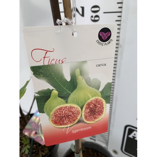 99 - TWO FIGS ONE LITTLE MISS FIGGY IN A 5LTR POT APPROX 35CM IN HEIGHT AND FICUS CARICA IN A 2 LTR POT A... 