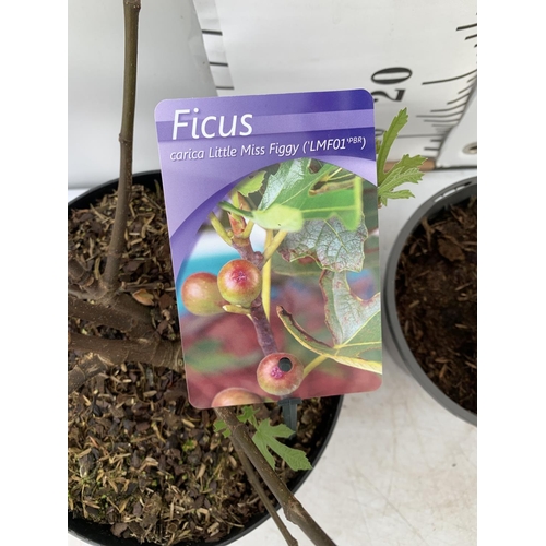 99 - TWO FIGS ONE LITTLE MISS FIGGY IN A 5LTR POT APPROX 35CM IN HEIGHT AND FICUS CARICA IN A 2 LTR POT A... 