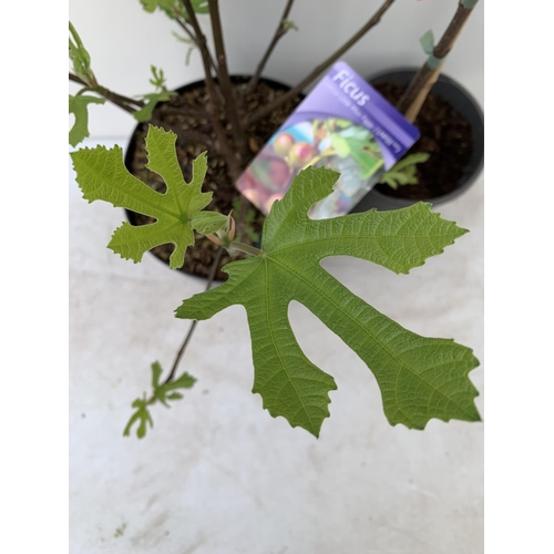 99 - TWO FIGS ONE LITTLE MISS FIGGY IN A 5LTR POT APPROX 35CM IN HEIGHT AND FICUS CARICA IN A 2 LTR POT A... 