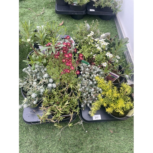 217 - TWELVE MIXED PERENNIALS TO INCLUDE SAXIFRAGE, PENSTEMON, SEDUM, PHLOX ETC TO BE SOLD FOR THE TWELVE ... 