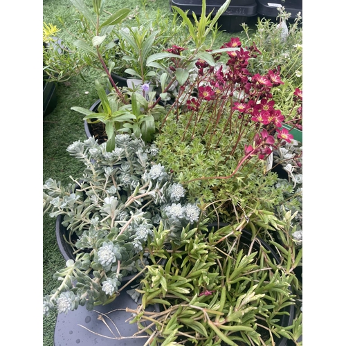 217 - TWELVE MIXED PERENNIALS TO INCLUDE SAXIFRAGE, PENSTEMON, SEDUM, PHLOX ETC TO BE SOLD FOR THE TWELVE ... 