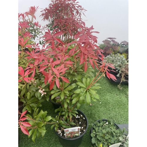 224 - FIVE PIERIS MOUNTAIN FIRE 60CM TALL TO BE SOLD FOR FIVE PLUS VAT