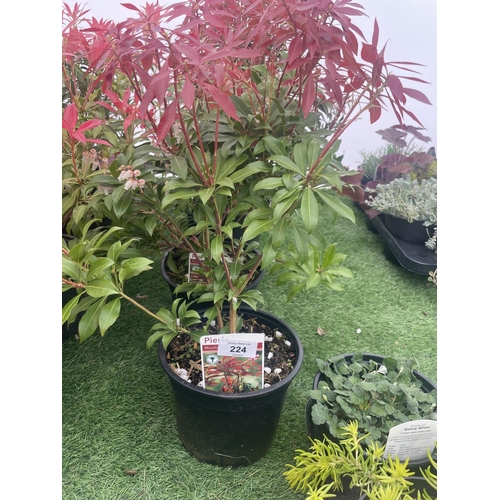 224 - FIVE PIERIS MOUNTAIN FIRE 60CM TALL TO BE SOLD FOR FIVE PLUS VAT