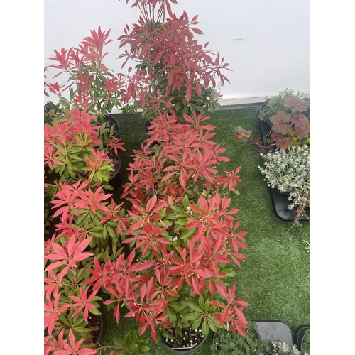 224 - FIVE PIERIS MOUNTAIN FIRE 60CM TALL TO BE SOLD FOR FIVE PLUS VAT