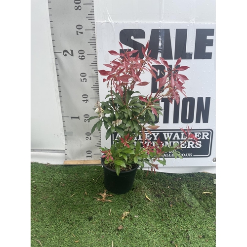 224 - FIVE PIERIS MOUNTAIN FIRE 60CM TALL TO BE SOLD FOR FIVE PLUS VAT