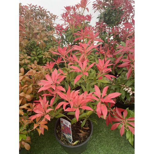 225 - FIVE PIERIS FOREST FLAME 50-60CM TO BE SOLD FOR THE FIVE PLUS VAT