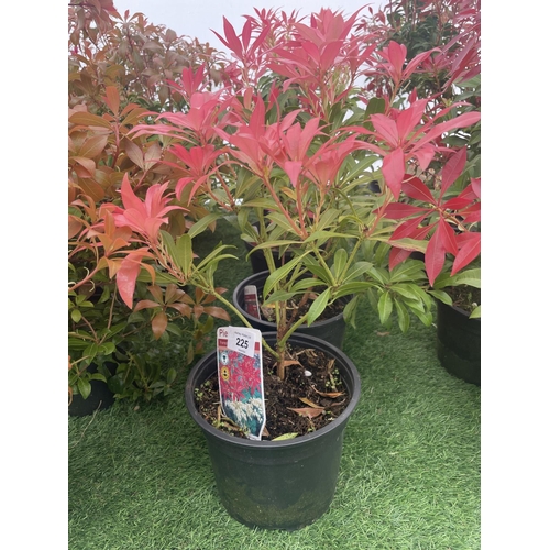 225 - FIVE PIERIS FOREST FLAME 50-60CM TO BE SOLD FOR THE FIVE PLUS VAT