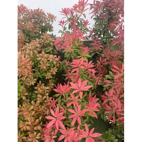 225 - FIVE PIERIS FOREST FLAME 50-60CM TO BE SOLD FOR THE FIVE PLUS VAT