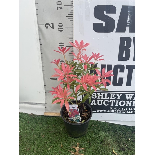 225 - FIVE PIERIS FOREST FLAME 50-60CM TO BE SOLD FOR THE FIVE PLUS VAT