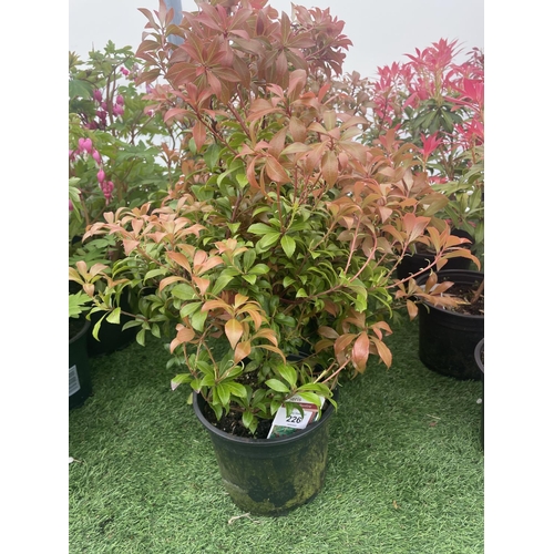 226 - FIVE PIERIS BONFIRE 50-60CM TALL TO BE SOLD FOR THE FIVE PLUS VAT