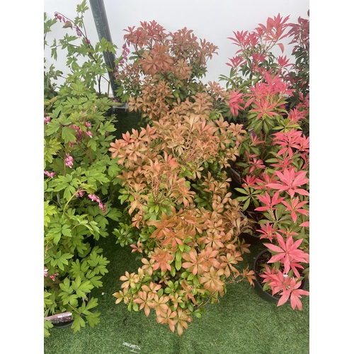 226 - FIVE PIERIS BONFIRE 50-60CM TALL TO BE SOLD FOR THE FIVE PLUS VAT