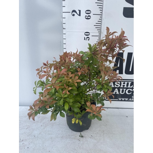 226 - FIVE PIERIS BONFIRE 50-60CM TALL TO BE SOLD FOR THE FIVE PLUS VAT