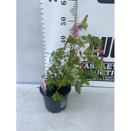 227 - SIX DICENTRA SPECTABILIS BLEEDING HEART 50CM TALL TO BE SOLD FOR THE SIX PLUS VAT