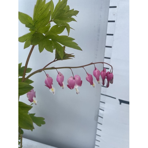 227 - SIX DICENTRA SPECTABILIS BLEEDING HEART 50CM TALL TO BE SOLD FOR THE SIX PLUS VAT