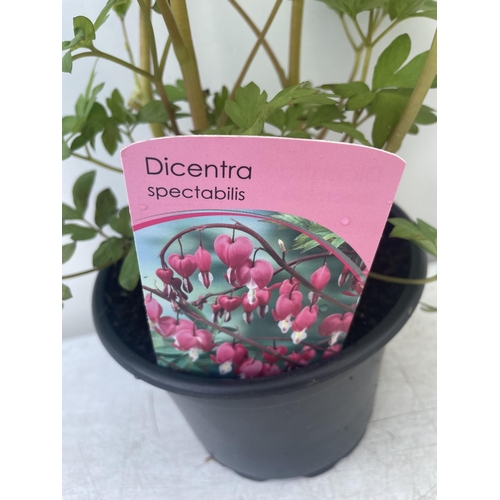 227 - SIX DICENTRA SPECTABILIS BLEEDING HEART 50CM TALL TO BE SOLD FOR THE SIX PLUS VAT