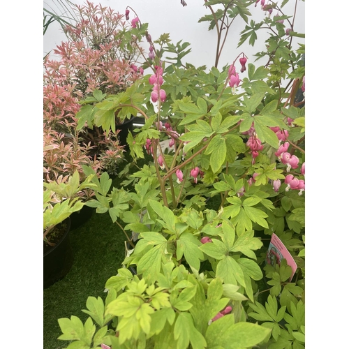 228 - SIX DICENTRA SPECTABILIS BLEEDING HEART 50CM TALL TO BE SOLD FOR THE SIX PLUS VAT