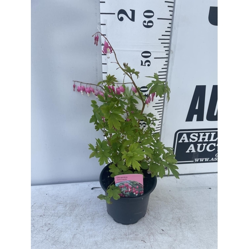 228 - SIX DICENTRA SPECTABILIS BLEEDING HEART 50CM TALL TO BE SOLD FOR THE SIX PLUS VAT