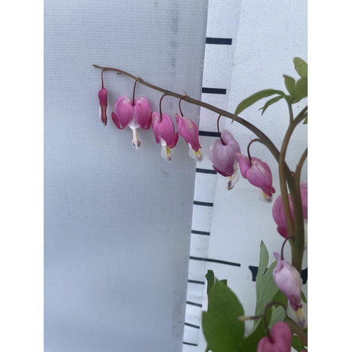 228 - SIX DICENTRA SPECTABILIS BLEEDING HEART 50CM TALL TO BE SOLD FOR THE SIX PLUS VAT