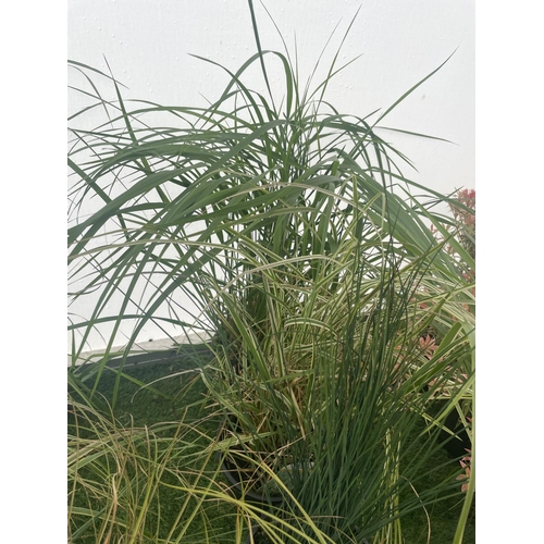 230 - SEVEN MIXED GRASSES TO BE SOLD FOR THE SEVEN  PLUS VAT