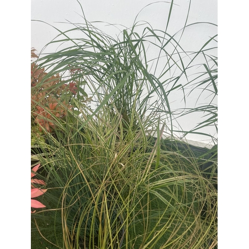 231 - SEVEN MIXED GRASSES TO BE SOLD FOR THE SEVEN  PLUS VAT