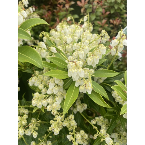 232 - FIVE MIXED PIERIS TO INCLUDE PRELUDE, LITTLE HEATH GREEN, FOREST FLAME ETC 50-70CM TALL TO BE SOLD F... 