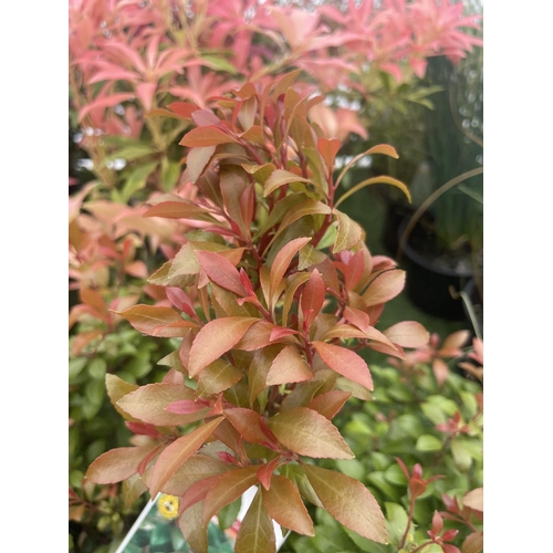 232 - FIVE MIXED PIERIS TO INCLUDE PRELUDE, LITTLE HEATH GREEN, FOREST FLAME ETC 50-70CM TALL TO BE SOLD F... 