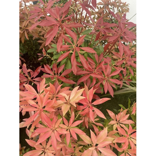 232 - FIVE MIXED PIERIS TO INCLUDE PRELUDE, LITTLE HEATH GREEN, FOREST FLAME ETC 50-70CM TALL TO BE SOLD F... 