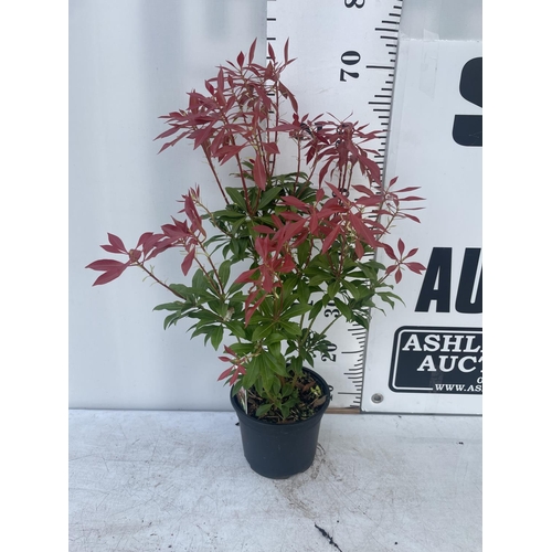 232 - FIVE MIXED PIERIS TO INCLUDE PRELUDE, LITTLE HEATH GREEN, FOREST FLAME ETC 50-70CM TALL TO BE SOLD F... 