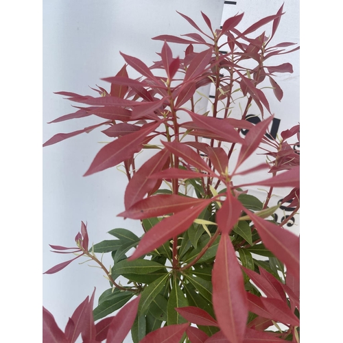 232 - FIVE MIXED PIERIS TO INCLUDE PRELUDE, LITTLE HEATH GREEN, FOREST FLAME ETC 50-70CM TALL TO BE SOLD F... 