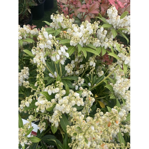 233 - FIVE MIXED PIERIS TO INCLUDE PRELUDE, LITTLE HEATH GREEN, FOREST FLAME ETC 50-70CM TALL TO BE SOLD F... 