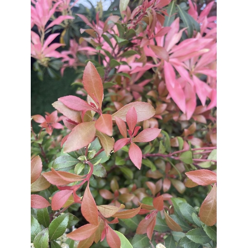 233 - FIVE MIXED PIERIS TO INCLUDE PRELUDE, LITTLE HEATH GREEN, FOREST FLAME ETC 50-70CM TALL TO BE SOLD F... 