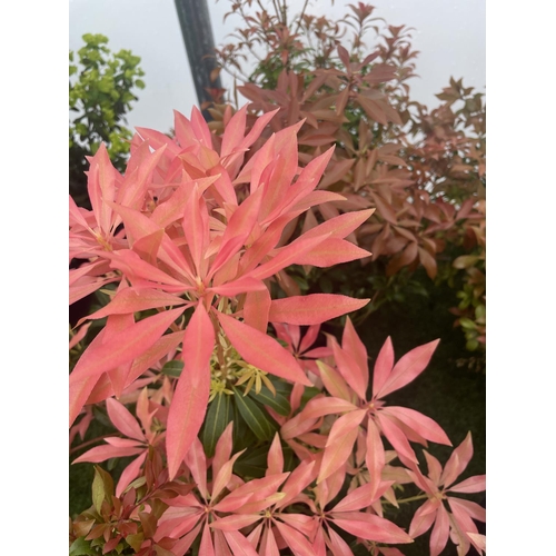 233 - FIVE MIXED PIERIS TO INCLUDE PRELUDE, LITTLE HEATH GREEN, FOREST FLAME ETC 50-70CM TALL TO BE SOLD F... 