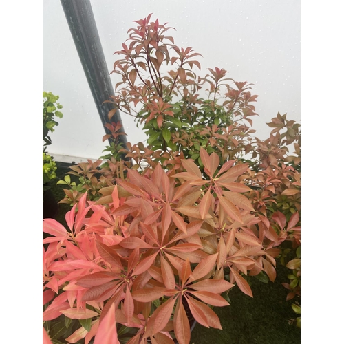 233 - FIVE MIXED PIERIS TO INCLUDE PRELUDE, LITTLE HEATH GREEN, FOREST FLAME ETC 50-70CM TALL TO BE SOLD F... 