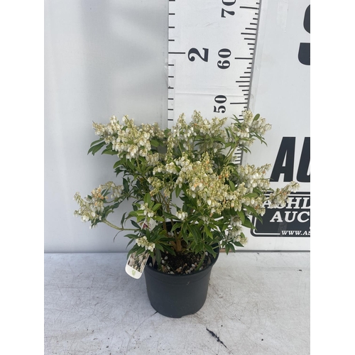 233 - FIVE MIXED PIERIS TO INCLUDE PRELUDE, LITTLE HEATH GREEN, FOREST FLAME ETC 50-70CM TALL TO BE SOLD F... 