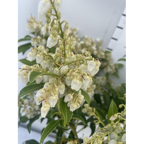 233 - FIVE MIXED PIERIS TO INCLUDE PRELUDE, LITTLE HEATH GREEN, FOREST FLAME ETC 50-70CM TALL TO BE SOLD F... 